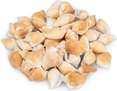 Produktbild von Strombus canarium,  0,5kg, ca. 5-6cm, ca. 40-50 Stk. | Flügelschnecke