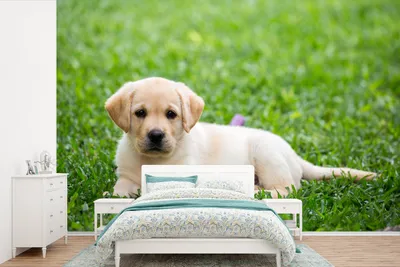 Produktbild von MuchoWow® Fototapete für Wohnzimmer oder Schlafzimmer Wandtapete Vinyl Motivtapete Labrador-Welpe im Gras - 450x300 cm - Gemusterte