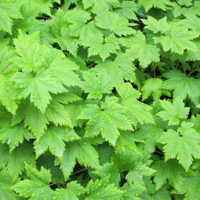 Obrázok produktu pre Tiarella cordifolia, 60 rastlín, priemer 9 cm, výška 10–25 cm, mrazuvzdorná tienistá trvalka