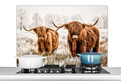 Obrázok produktu pre MuchoWow® Splashback Kuchyňa - Kuchynský backsplash - Ochrana steny pre sporák a drez Škótsky horal - Krava - Zvieratá 100x65cm Alu-Dibond