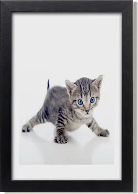 Produktbild von Bild 20x30 MDF-Rahmen, Wandkunst Kleine Katze