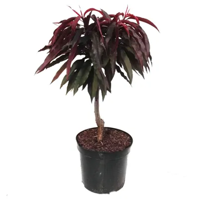 Produktbild von Zwergpfirsich Bonfire Ⓢ Crimson ® Pfirsichbaum rotlaubig 60-80 cm hoch 7,5 Liter Topf St. Julien A