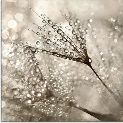 Produktbild von ARTland Glasbild Pusteblume Tautropfen I Größe: 30x30 cm