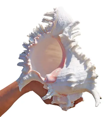 Obrázok produktu pre Veľké mušle vhodné na dekoráciu stola (18-19 cm)