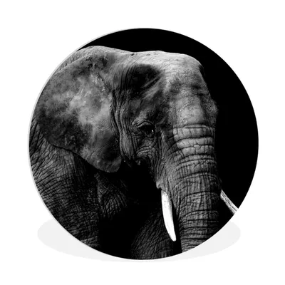 Produktbild von MuchoWow® Rundes Wandbild - Runde Bilder Elefant - Tiere - Schwarz - Weiß Ø 90 cm Kreis Wanddekoration Kunststoff - Wandkreis - Wandschmuck - Wand-Kreis - Wohnzimmer - Bild - Runde - Wanddeko - Dibond - Kunstdrucke