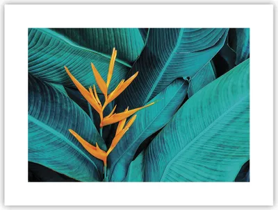 Produktbild von Poster - Poster ohne Rahmen - Blumen Tropen Blätter - 40x30 cm - Wand Bild - Wanddeko - Wandbilder - Kunstposter - Wandposter - Bilder - Kunstdruck - Wanddekoration - Wandbild - P2XAA40x30-5116