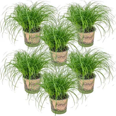 Image de Bloomique - Lot de 6 - Cyperus zumula - Herbe à chat - Plante d’intérieur - Sans danger pour les animaux - Hauteur 20-30 cm - Pot 12 cm