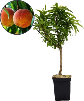 Zdjęcie produktu dla Prunus persica 'Bonanza', brzoskwinia karłowata, doniczka 3 l