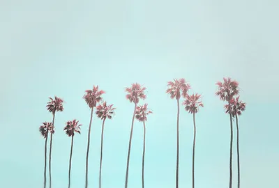 Produktbild von Tadessi Fototapete | Palmen | 4.00 m x 2.70 m | Blau | Rosa | Wandbild | Digitaldruck
