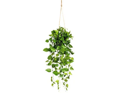 Produktbild von Kunstpflanze Philodendronhänger Höhe: 75 cm grün