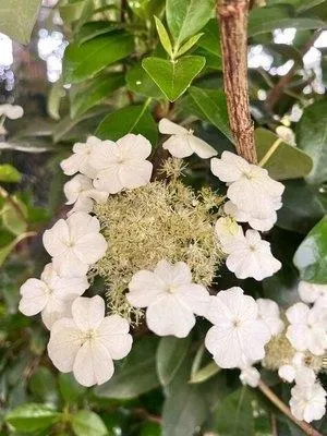 Image de Hydrangea seemannii - Hortensia grimpant à feuilles persistantes 40-50 cm | Pot