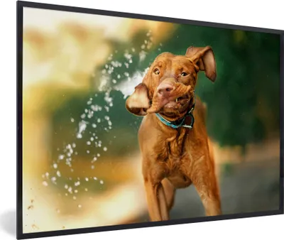 Produktbild von MuchoWow® MuchoWow® Gerahmtes Poster Nass - Hund - Wasser 90x60 cm - Poster mit zchwarzem Bilderrahmen - Fotorahmen - Foto-Plakat