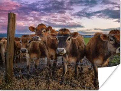 Produktbild von MuchoWow® Poster Kuh - Tiere - Kühe 120x90 cm - Wandbild