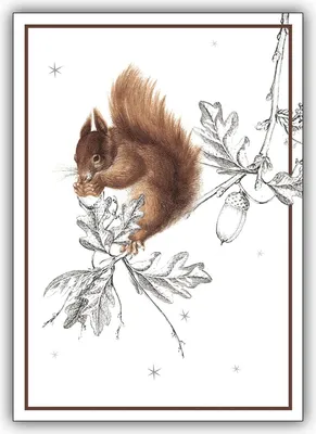 Produktbild von 5x Weihnachtskarten, Klappkarten mit Eichhörnchen - weihnachtliches Grußkarten Set mit Umschlägen zu Weihnachten
