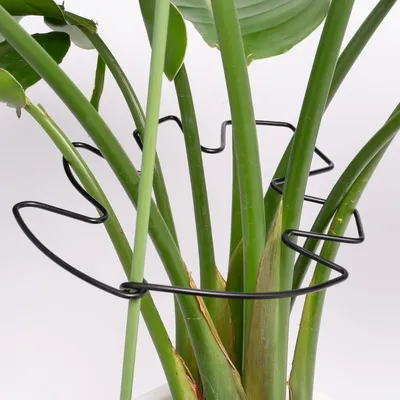 Produktbild von 5 Stück schwarze Monstera-Pflanzenstützen (19 x 17 cm) – Verstellbare und robuste Pflanzenstützen für Kakteen und Kletterpflanzen – Ideale Blattstütze