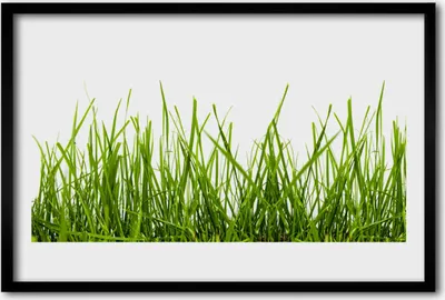 Produktbild von Bild 60x40 MDF-Rahmen Wandkunst Gras Natur Pflanze