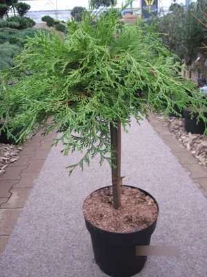 Produktbild von Hochstamm - Chamaecyparis obtusa Kamarachiba - Zwerg-Scheinzypresse - Stamm 50cm