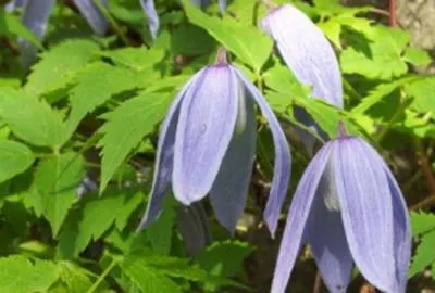 Zdjęcie produktu dla Clematis alpina - Powojnik alpejski 50-60 cm | Doniczka