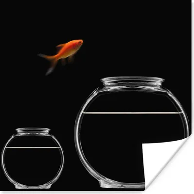 Produktbild von MuchoWow® Poster Goldfisch - Fischglas - Schwarz 50x50 cm - Wohnzimmerdekoration