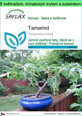 Obrázek produktu pro SAFLAX Garden to go - tamarind - Tamarindus indica - 4 Semena - S květináčem, klimatickou poklicí a pěstebním substrátem