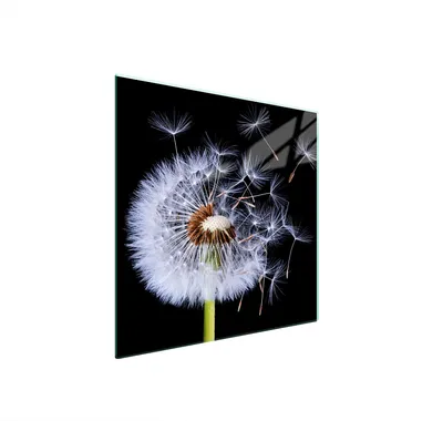Produktbild von Glasschutzplatte Für Herd 50X52 Blume