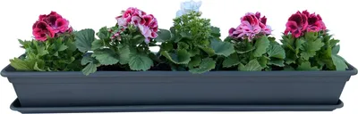 Produktbild von Blumenkasten Balkonkasten Pflanzkasten Anthrazit mit Bewässerungssystem und Balkonkasten Untersetzer 80cm