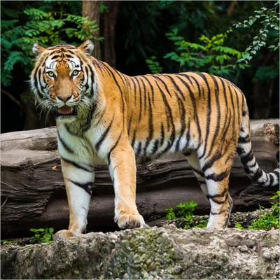 Produktbild von Wallario Wandbild aus Acryl, 50 x 50 cm, freischwebende Optik - Blick des Tigers