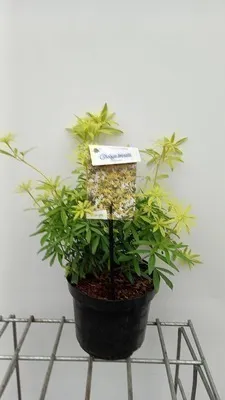 Obrázek produktu pro Choisya tern. 'Goldfingers®' ('limo') - Orangenblume Goldfingers 25- 30 cm Kontejner