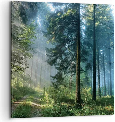 Produktbild von Bild auf Leinwand - Leinwandbild - Einteilig - Wald Dämmerung die Sonne - 60x60cm - Wand Bild - Wanddeko - Wandbilder - Leinwanddruck - Bilder - Wanddekoration - Leinwand bilder - AC60x60-4398