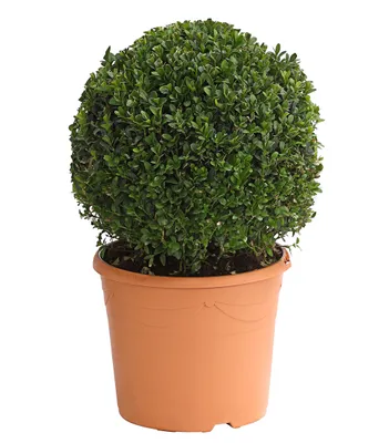 Produktbild von Dehner Buchsbaum in Kugelfrom, ca. 30 cm exkl. Pflanztopf, 5 l Topf, immergrüne Gartenpflanze