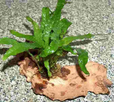 Produktbild von Wurzel bepflanzt mit Javafarn für Aquarien