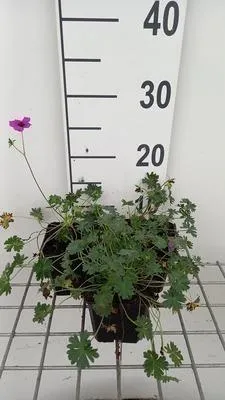 Obrázek produktu pro 6 x Geranium cin. 'Subcaulescens' - Storchenschnabel- Topf 9 x 9 cm