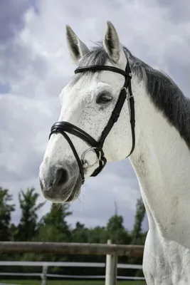Produktbild von Trensenzaum NORTON PRO Soft, Farbe:Schwarz, Größe:Warmblutgröße