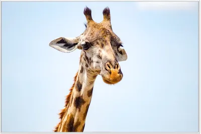 Produktbild von Wallario Wandbild Nahaufnahme einer Giraffe, Größe: 61 x 91,50 cm, Poster mit weißem Aluminiumrahmen