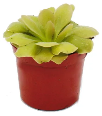 Produktbild von Fleischfressende Pflanze - Fettkraut - Pinguicula "Weser" - 9cm Topf