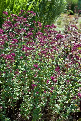 Produktbild von Origanum laevigatum 'Rosenkuppel', Oregano, rosa Blüten, ca. 9x9 cm Topf