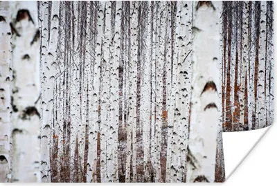 Produktbild von MuchoWow® Poster Mehrere schwarze und weiße Baumstämme in einem Wald 180x120 cm - Fotoplakat