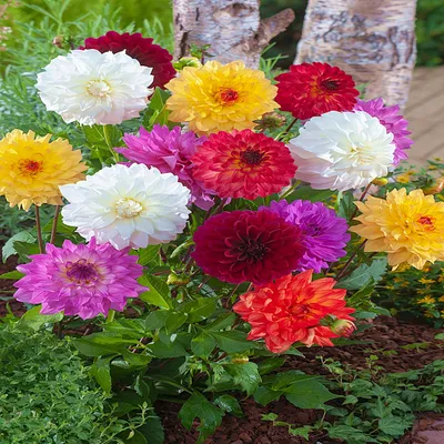 Immagine prodotto di Dalia decorativa Mix 1 pz Dalia piantine di dalia piantina tuberi grandi