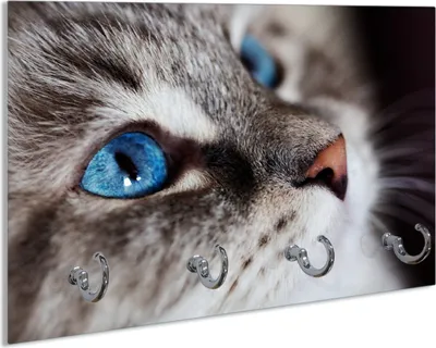 Produktbild von Wallario Schlüsselbrett aus Glas, Motiv: Katze mit strahlend blauen Augen, 30 x 20 cm mit 4 Haken