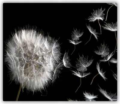 Produktbild von Tulup Glas Herdabdeckplatte Glaskeramikkochfeld-Abdeckung Spritzschutz Glasabdeckplatte Kochplattenabdeckung und Schneidebrett - Einteilig - 60x52 cm Pusteblume