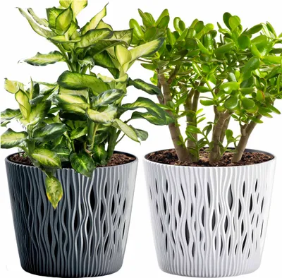 Two potted plants in decorative pots against a white background.