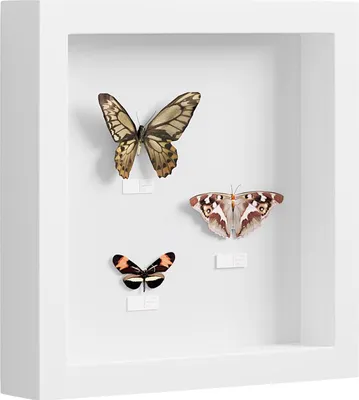 Productafbeelding van Famanu 3D-fotolijst om te vullen - Objectenlijst 30 x 30 cm - Collage met papieren passe-partout - Wit