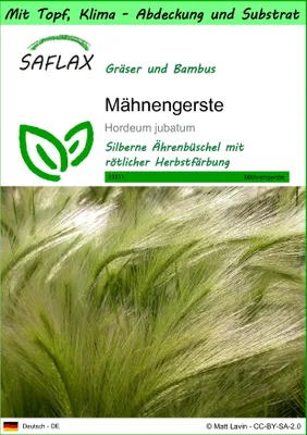Produktbild von SAFLAX Garden to go - Mähnengerste - Hordeum jubatum - 70 Samen - Mit Topf, Klima - Deckel und Anzuchtsubstrat