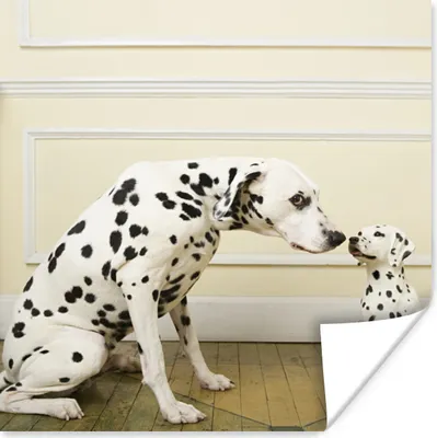 Produktbild von MuchoWow® Poster Dalmatiner - Welpe - Hund 100x100 cm - Babyzimmer