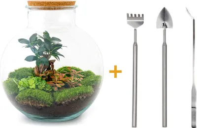 Productafbeelding van DIY terrarium - Bolder Bob bonsai - Hoogte: 30 cm