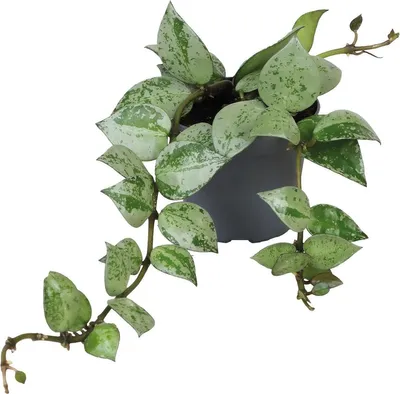 Productafbeelding van Aquafleur Hoya Krohiana Eskimo | In 5 cm pot
