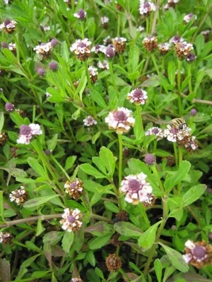 Produktbild von Teppichverbene Summer Pearls - Phyla nodiflora - 5-Stück