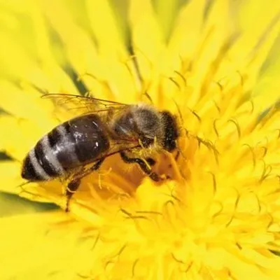 Zdjęcie produktu dla Insect Hotel XXL