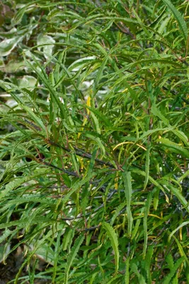 Produktbild von Rhamnus frangula 'Asplenifolia', schmalblättrig, 40–60 cm