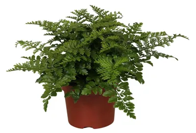 Zdjęcie produktu dla Asplenium Parvati - 25cm - Ø12cm - Roślina doniczkowa - Zimozielony